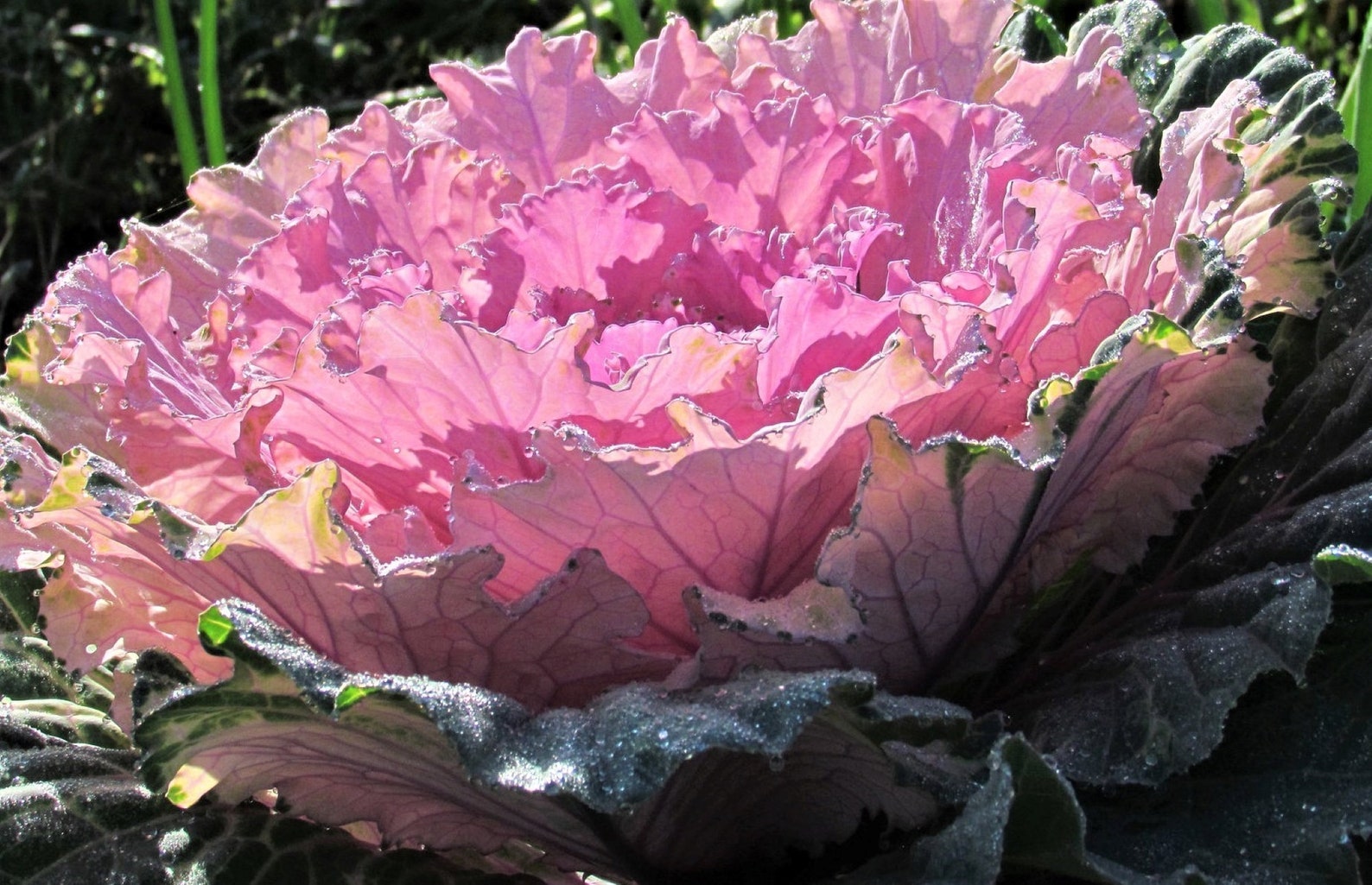 Ornamental Cabbage Osaka Mixed Seeds X 12. A Mixed Variety Etsy UK