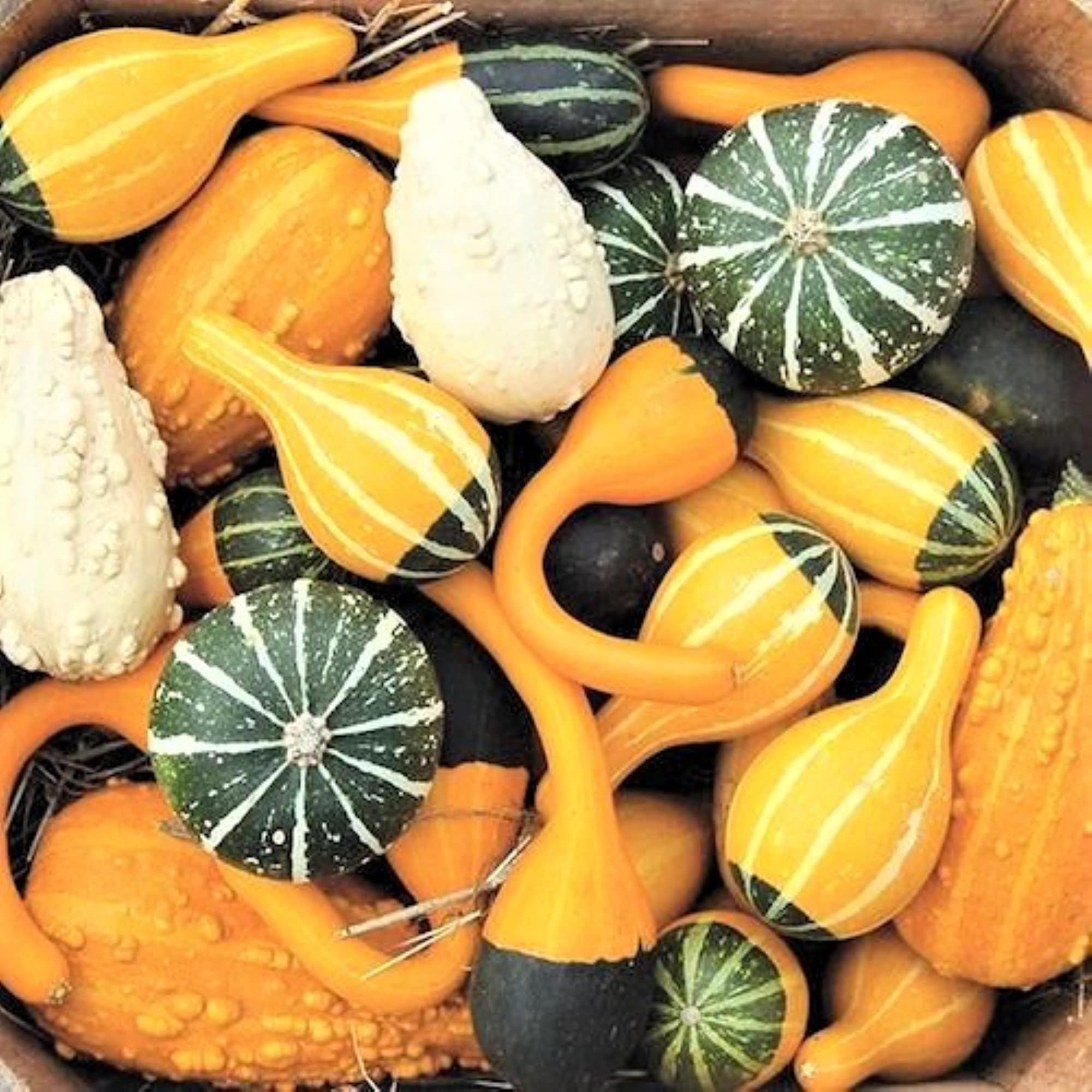 Ornamental Gourd Seeds X 10. Come in a variety of shapes and Etsy