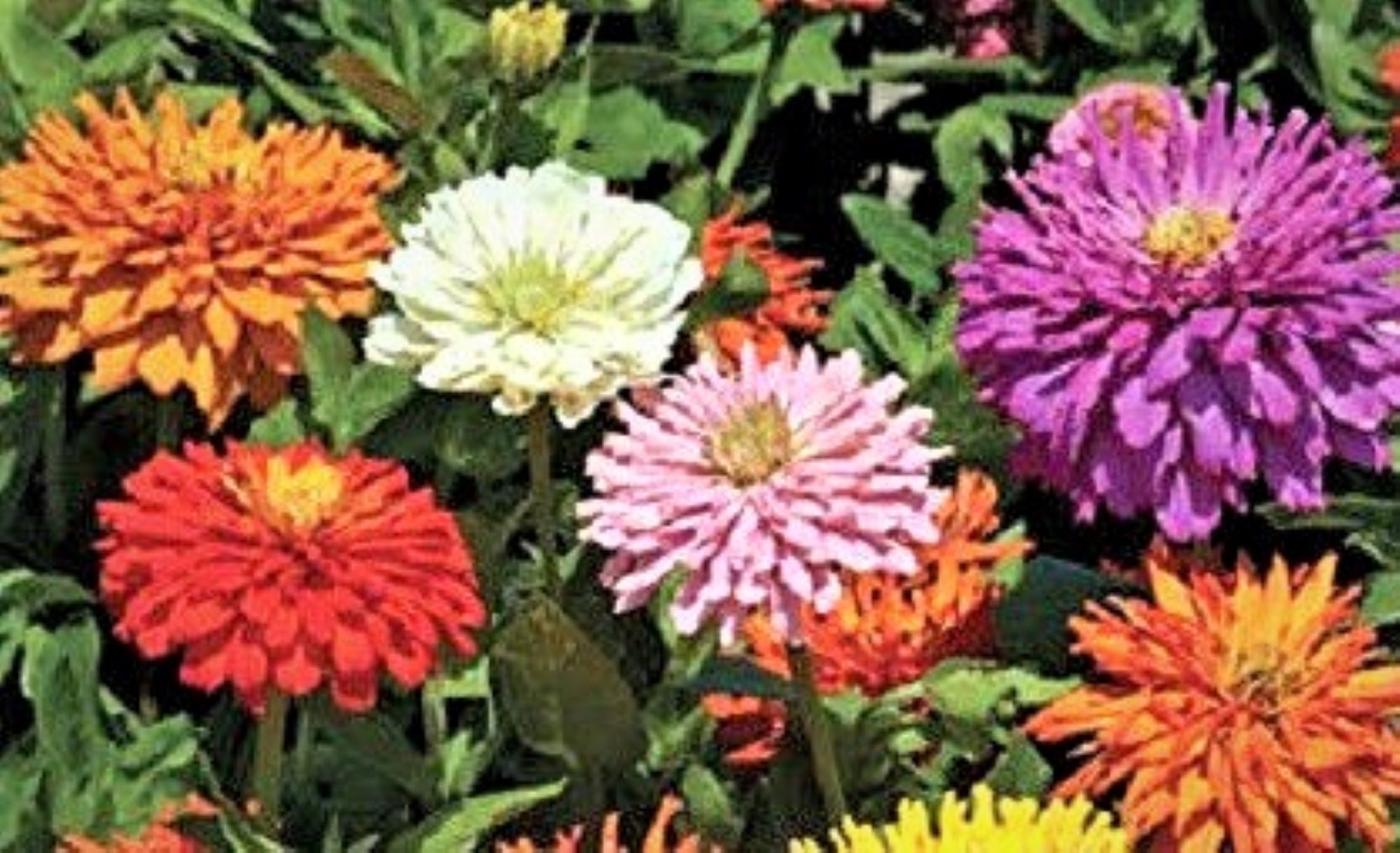 Zinnia Giant Cactus Flowered Mix X 25 seeds. Easy to grow Etsy