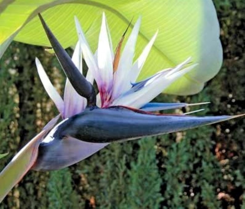 White Bird of Paradise Strelitzia Nicolai Seeds X 3. Produces Etsy