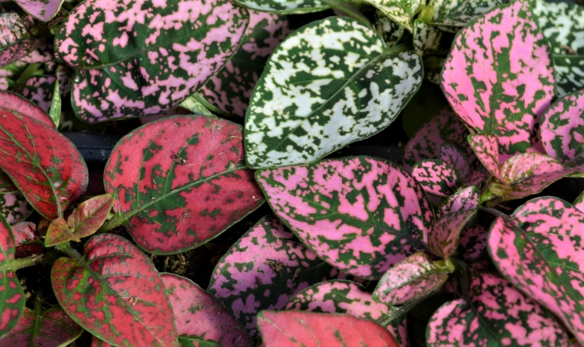 Polka Dot Plant Confetti Mixed Seeds X 10. A fun and quirky Etsy