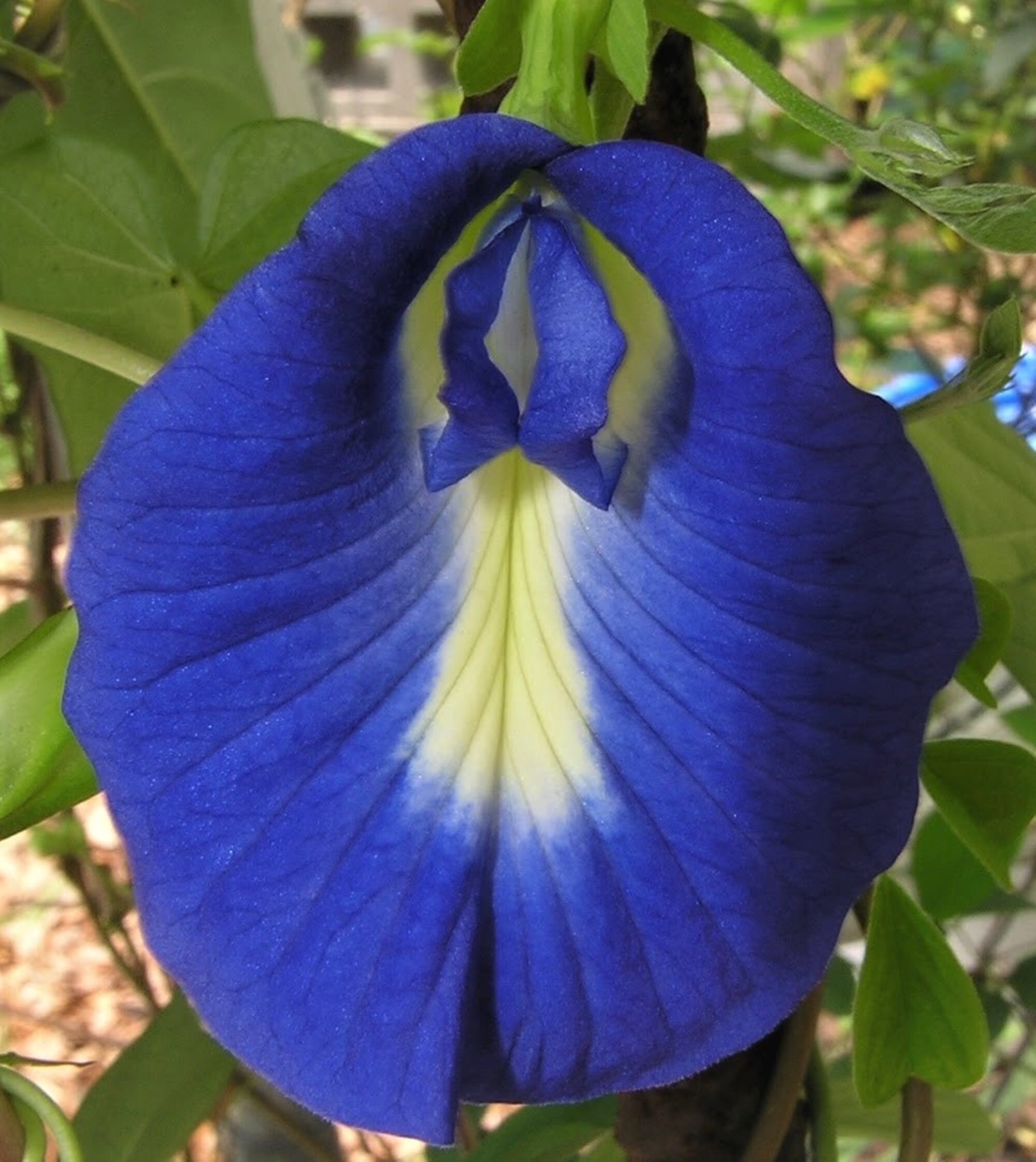 Butterfly Pea Seeds X 7 An exotic perennial climbing plant Etsy