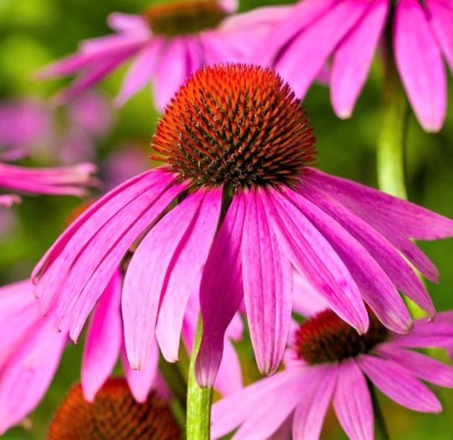 Echinacea Purpurea Angustifolia Purple Coneflower Graines X Etsy