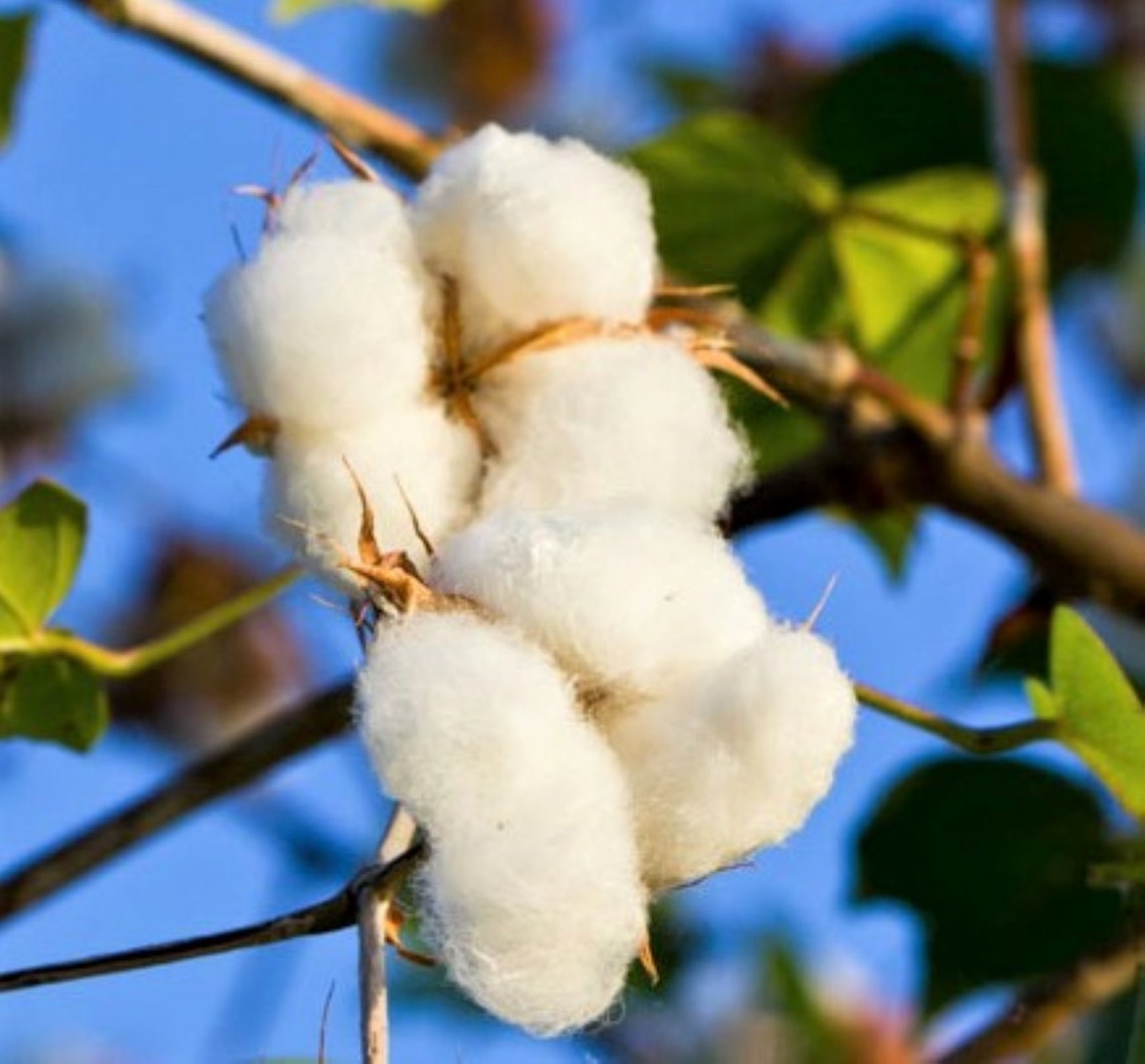 Upland Cotton Seeds X 3 Gossypium Hirsutum. Greenhouse or Etsy