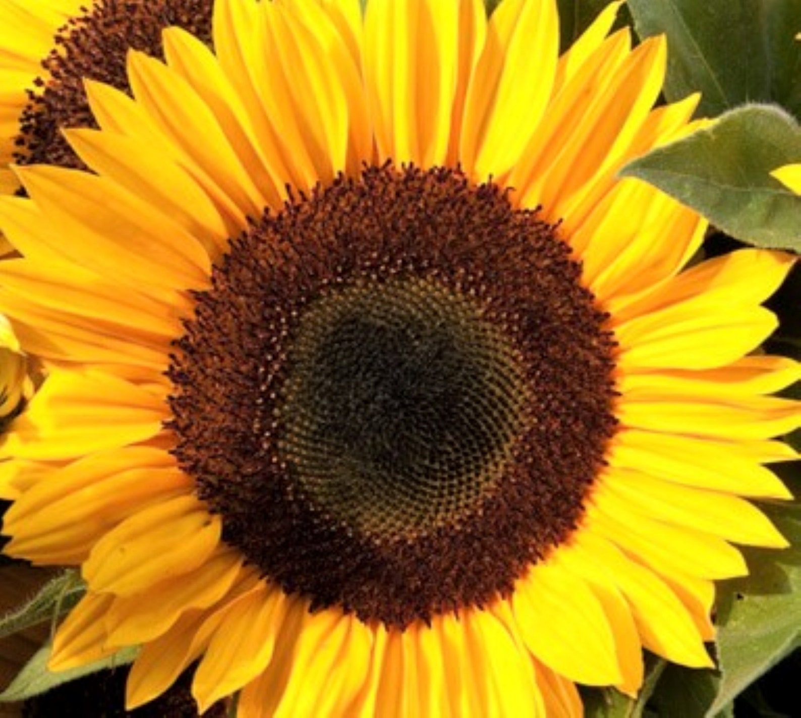 Giant Sunflower Single Seeds X 12. the Yellow Giant Growing Etsy