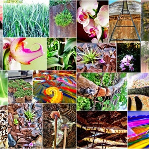 Puede incluir: Un collage de 36 imágenes que presentan una variedad de escenas de la naturaleza, incluyendo plantas, flores y paisajes. Las imágenes están dispuestas en una cuadrícula y presentan una variedad de colores y texturas.