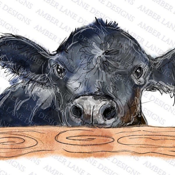 Black Angus peek-a-boo cow, Hand Drawn watercolor, Sublimation PNG.