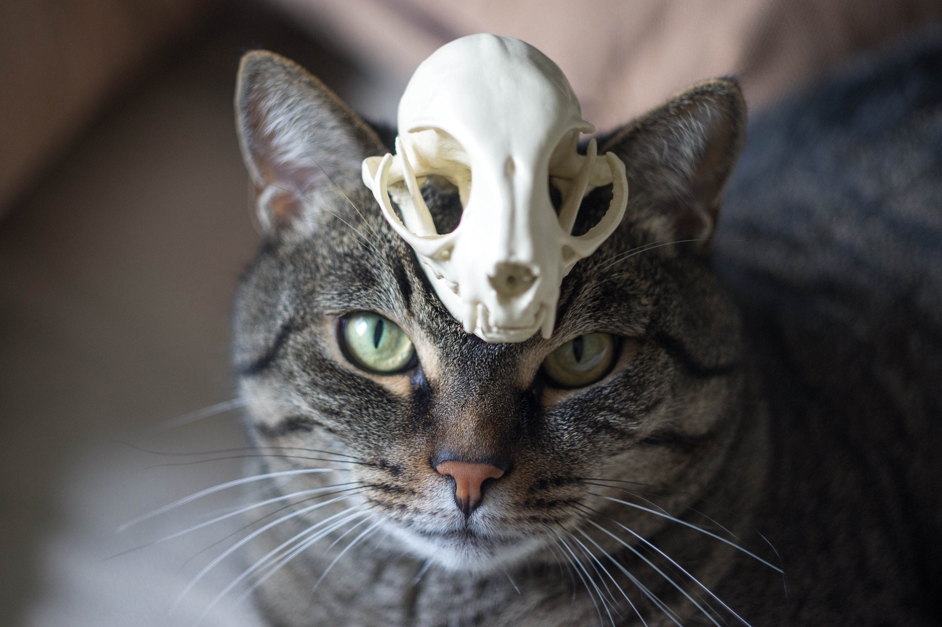 Череп кота
