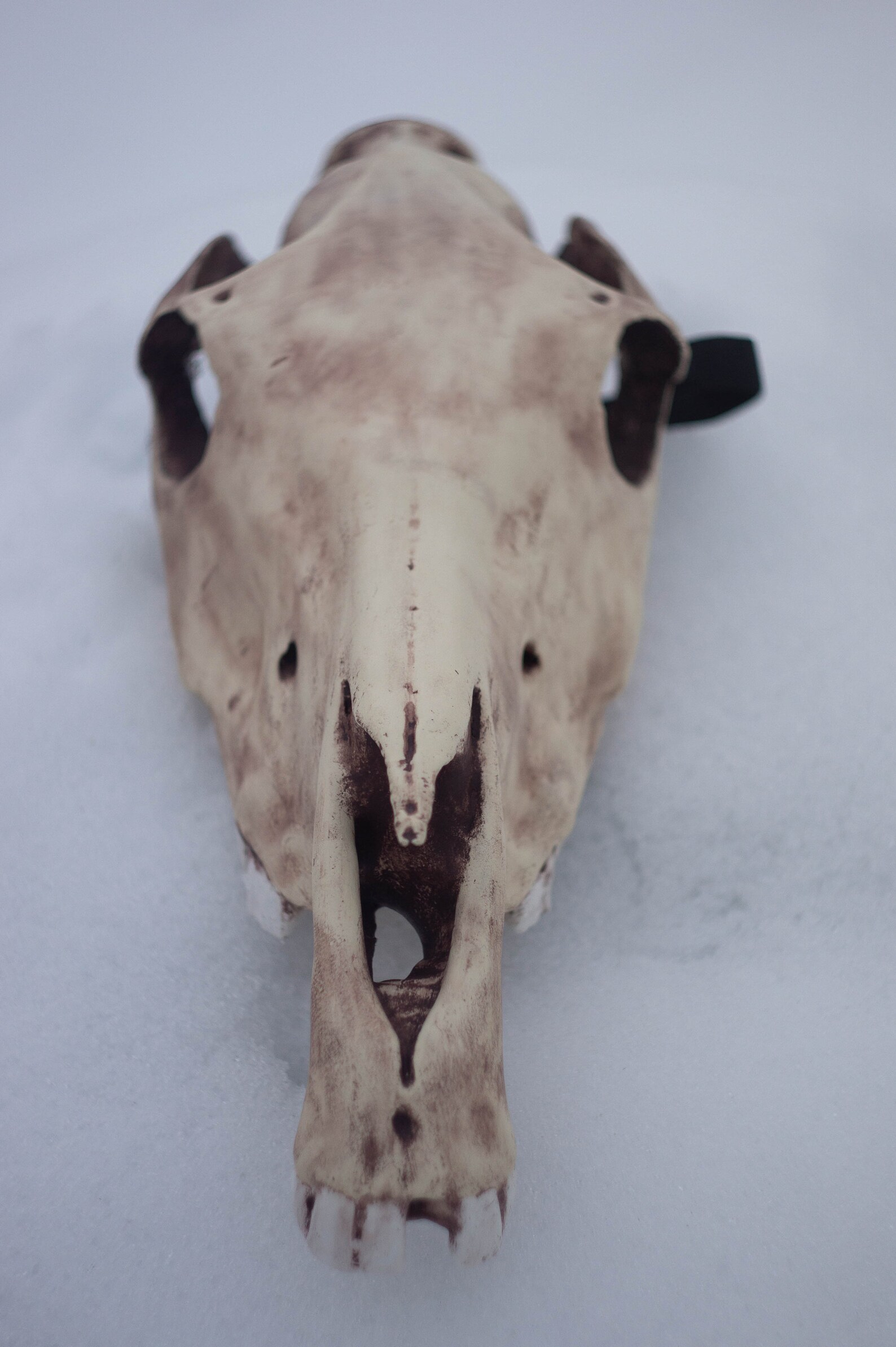 Horse skull mask Realistic Replica Horror style undead Etsy