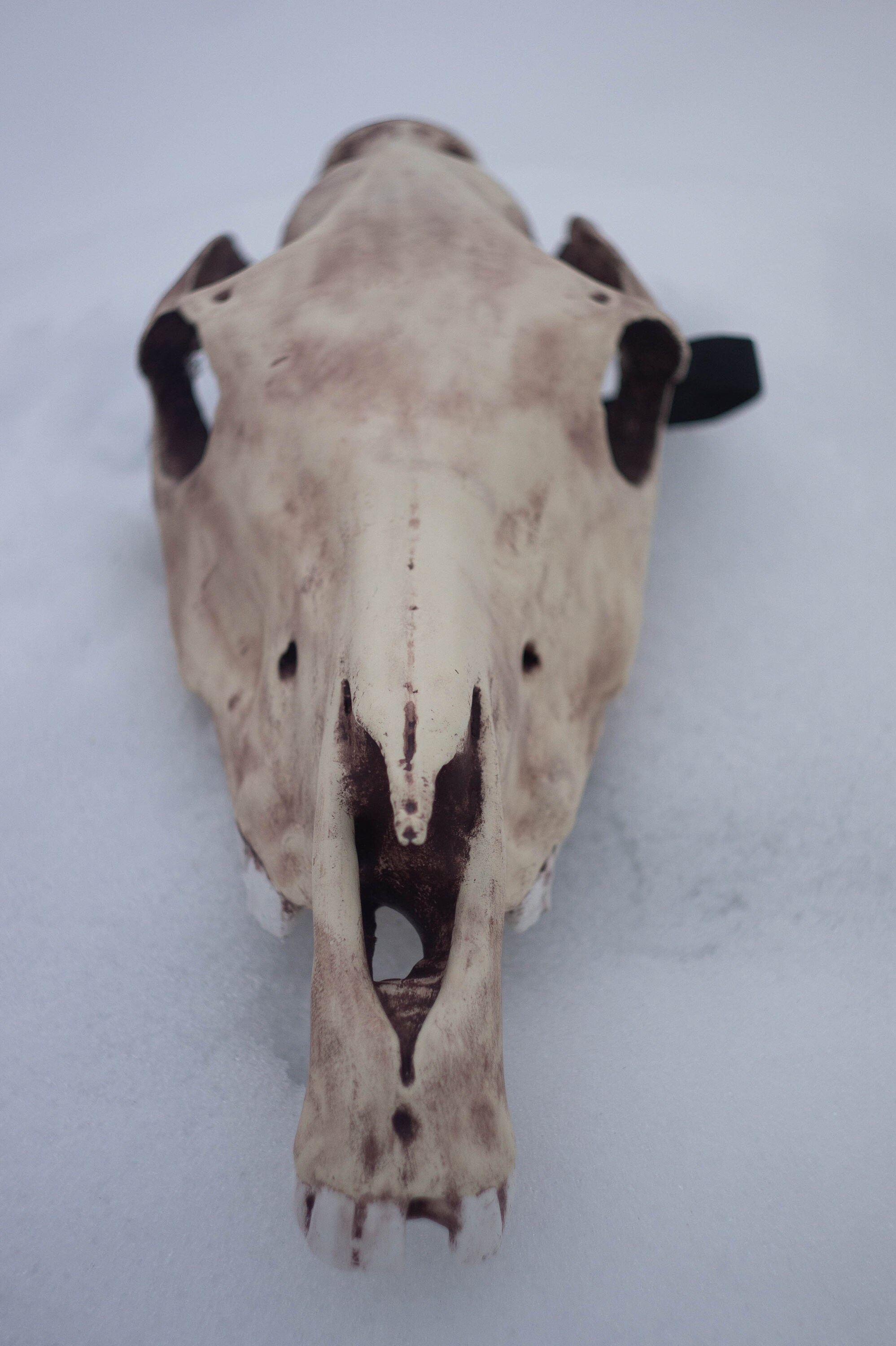 Horse skull mask Realistic Replica Halloween Costume Horror Etsy