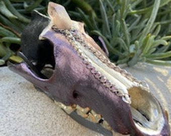 Hand Embellished Coyote Skull with Amethyst, Quartz Crystal, Silver and Chain