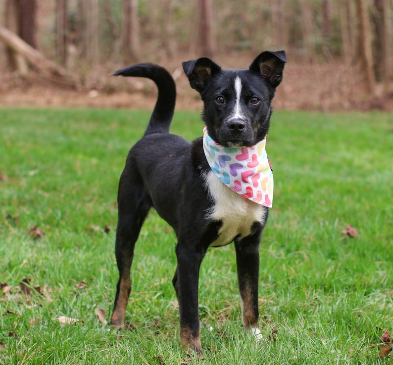 Love Wins Reversible Dog Bandana, Tie and Snap image 7