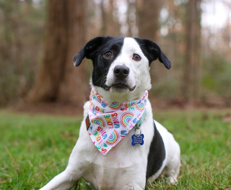 Love Wins Reversible Dog Bandana, Tie and Snap image 8