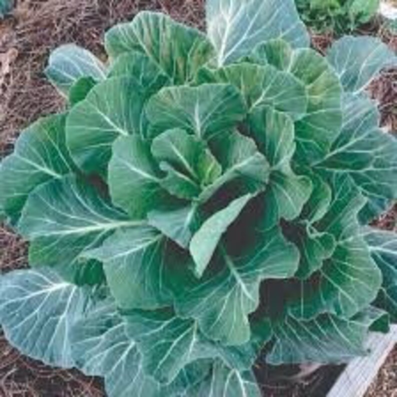 Non One of the best tasting collards you can plant in your garden or