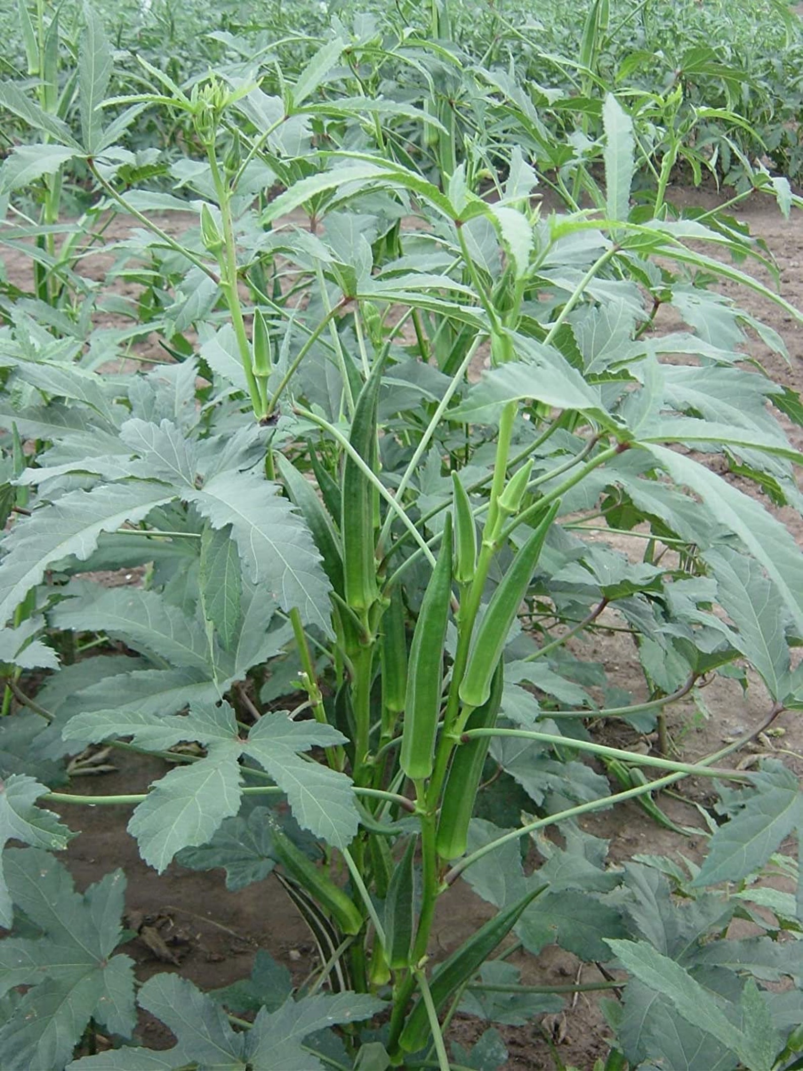 Dwarf Long Pod Okra Seeds. NonGMO. Grow these in your garden Etsy