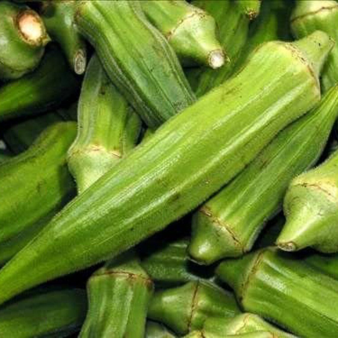 Dwarf Okra Seeds