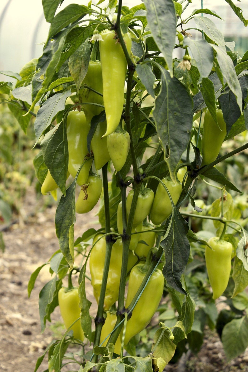 pepper seedlings