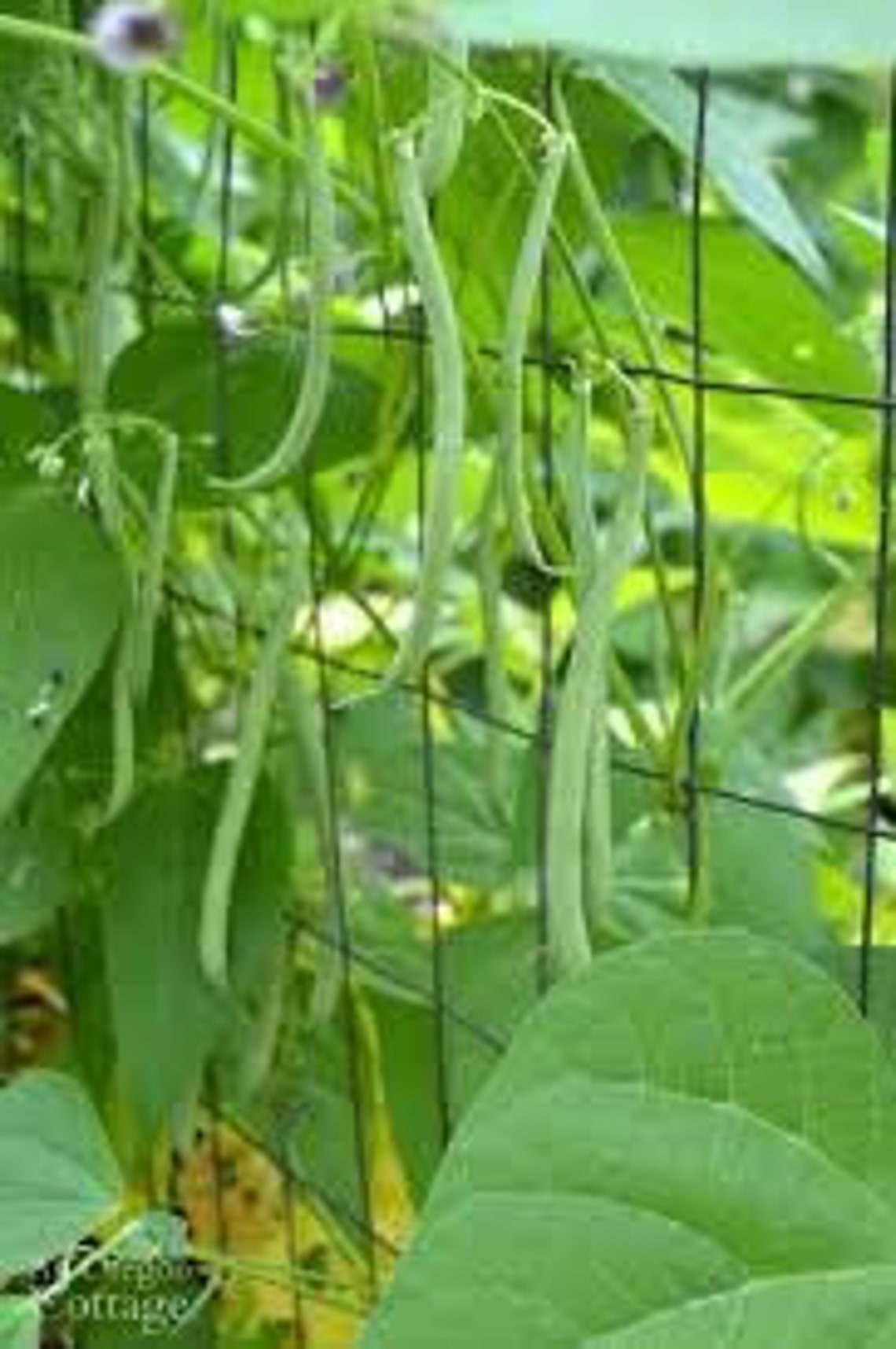 Blue Lake Pole Green Bean Seeds. Nongmo. Plant These in Your Etsy