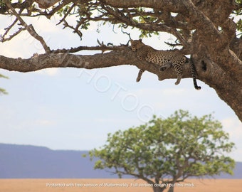 Leopard in the Serengeti  - Landscape Photography