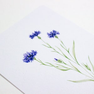 Postkarte Aquarell Kornblume | botanische Illustration Wildblumen | umweltfreundlich