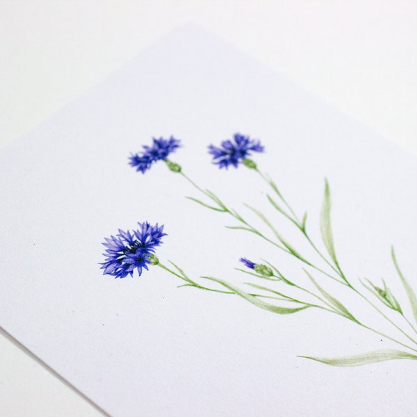 Postkarte Aquarell Kornblume | botanische Illustration Wildblumen | umweltfreundlich