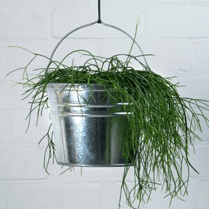 May include: A hanging planter made of a galvanised metal bucket with a green string of pearls plant trailing down from the bucket.
