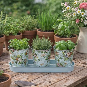 Flower and Herb Pots - Zinc crafted- 3 on a tray