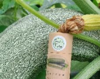 Marrow Seeds in a Seedling Tube
