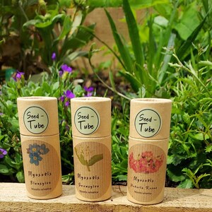 Forget Me Not Seeds in Tubes