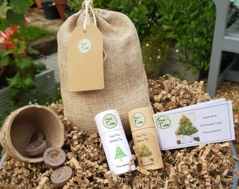 Grow Your Own Christmas Tree