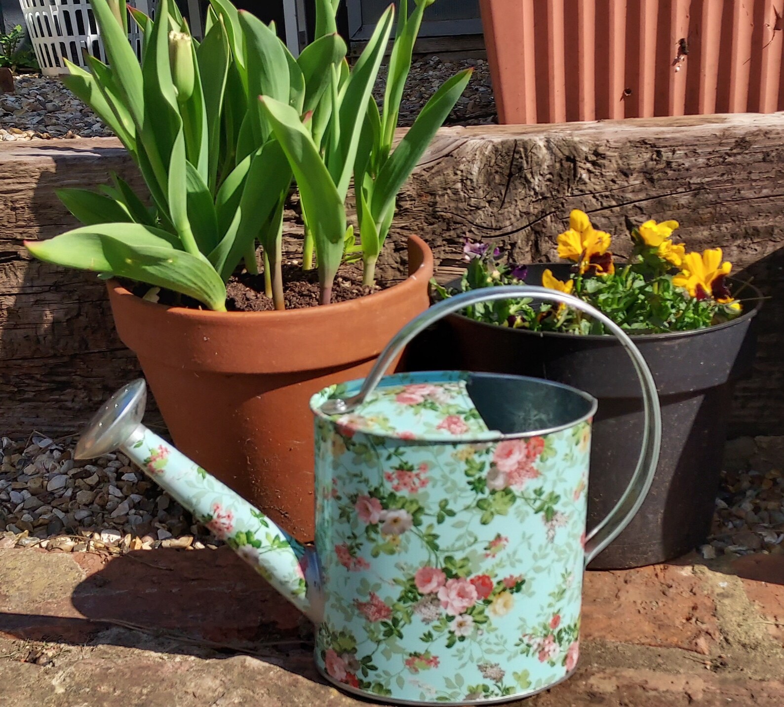 Floral Seedlings Gift Set With Indoor Rose Watering Can & Book Etsy