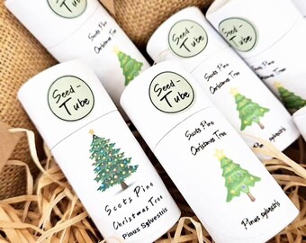 Grow your own Christmas Tree Gift Set for children with mini zinc pail - Stocking Filler