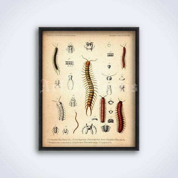 Scorlopendra, Myriapoda tab vintage ilustración de historia natural, arte,  impresión entomología, póster DESCARGA DIGITAL - Etsy España