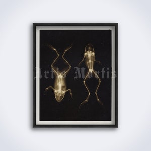 Vintage X-Ray frogs photo – zoology, natural history art, amphibians, skeleton, xray, radiology print, poster (DIGITAL DOWNLOAD)