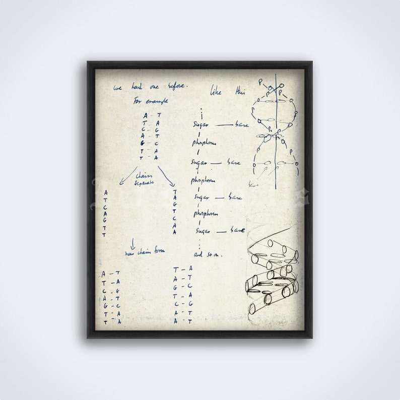 Francis Crick and James Watson DNA structure diagram sketch print, genome, molecular biology, science art, poster DIGITAL DOWNLOAD image 1