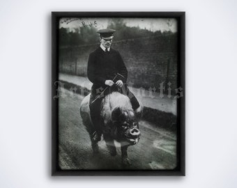 Maiale a cavallo, uomo sul maiale - foto vintage, umorismo retrò, strano, insolito, strano, divertente, curiosità, stampa, poster (DIGITAL DOWNLOAD)