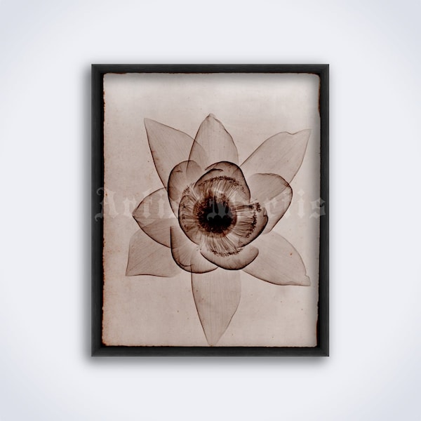 Lotus flower vintage X-Ray photo by Rain L. Tasker, botanical art, floral xray, radiology print, poster (DIGITAL DOWNLOAD)
