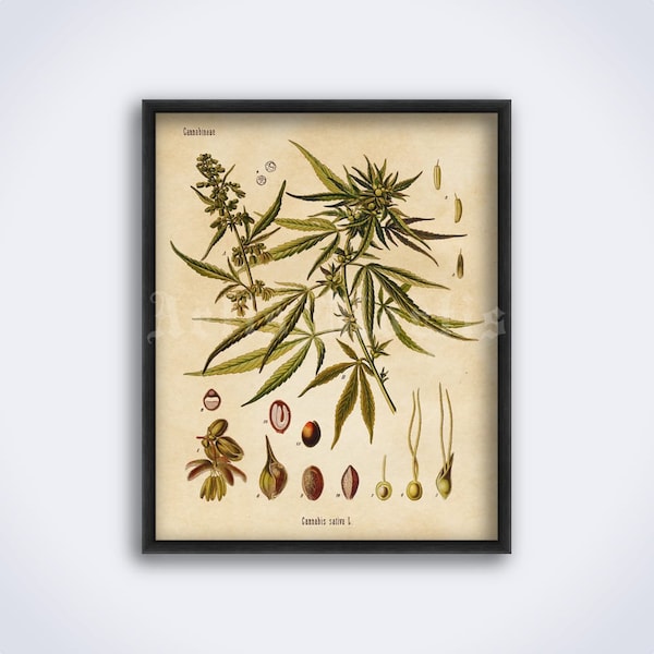Cannabis sativa plant – marijuana, psychoactive herb, drug, psychedelic, medical botany art, poster, vintage print (DIGITAL DOWNLOAD)