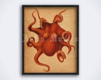 Orange Octopus – vintage nautical illustration, natural history art, print, poster (DIGITAL DOWNLOAD)