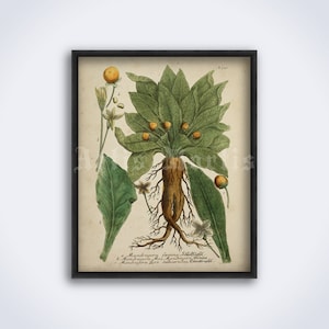 Op de afbeelding: Een antieke botanische illustratie van een alruin met gele bloemen en een lange, dikke wortel. De illustratie is in een zwart frame en heeft de tekst "Mandragora fœmina, S.E.B.fig.17. a. Mandragora Mas Mandragora, altissima. c. Mandragora flore subrotundo, S.E.B.fig.17."