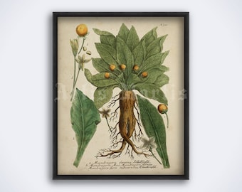 Lámina botánica vintage de mandrágora: Decoración de brujería (descarga digital)