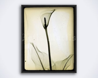 Puede incluir: Una impresión enmarcada en tonos sepia de un lirio de agua. La imagen muestra la delicada forma y las hojas de la flor en una presentación estilizada, casi de rayos X. El marco negro contrasta con el fondo suave y apagado.