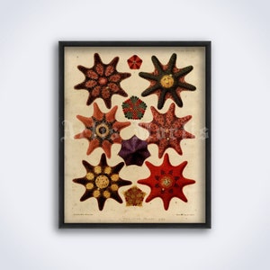 Sea Stars, Starfish – vintage nautische illustratie, natuurhistorische kunst, print, poster (DIGITALE DOWNLOAD)