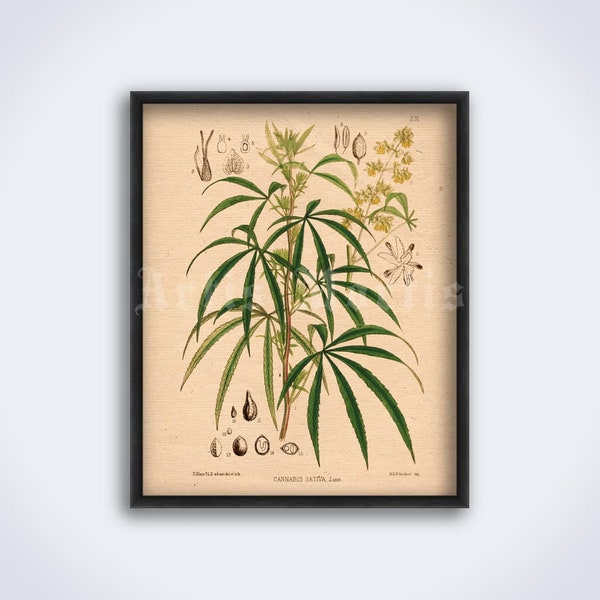 Cannabis illustration – marijuana, psychoactive plant, drug, psychedelic, medical herb art, poster, vintage print (DIGITAL DOWNLOAD)
