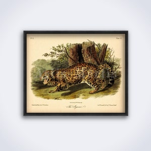 Jaguar – litografia vintage, historia naturalna, dzikie zwierzę, antyczna sztuka zoologiczna, wydruk, plakat (POBIERANIE CYFROWE)