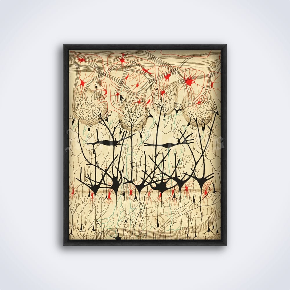 Nerve cells drawing by Camillo Golgi and Santiago Ramon y Cajal, neurons, neuroscience, vintage medical art print, poster (DIGITAL DOWNLOAD)