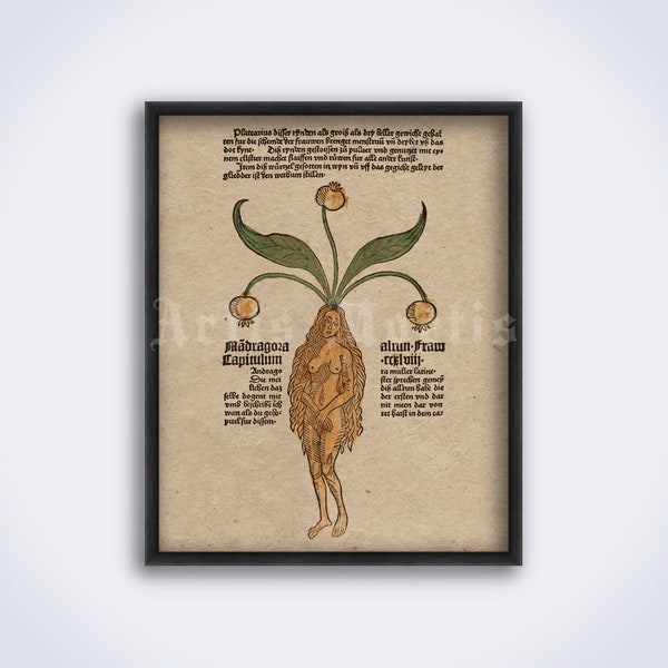 Mandrake Female Root – Mandragora medieval art, magical plant, witchcraft, wicca, herbal magic, print, vintage poster (DIGITAL DOWNLOAD)