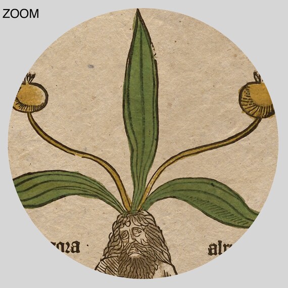 Mandrake Male Root – Mandragora Medieval Art, Magical Plant