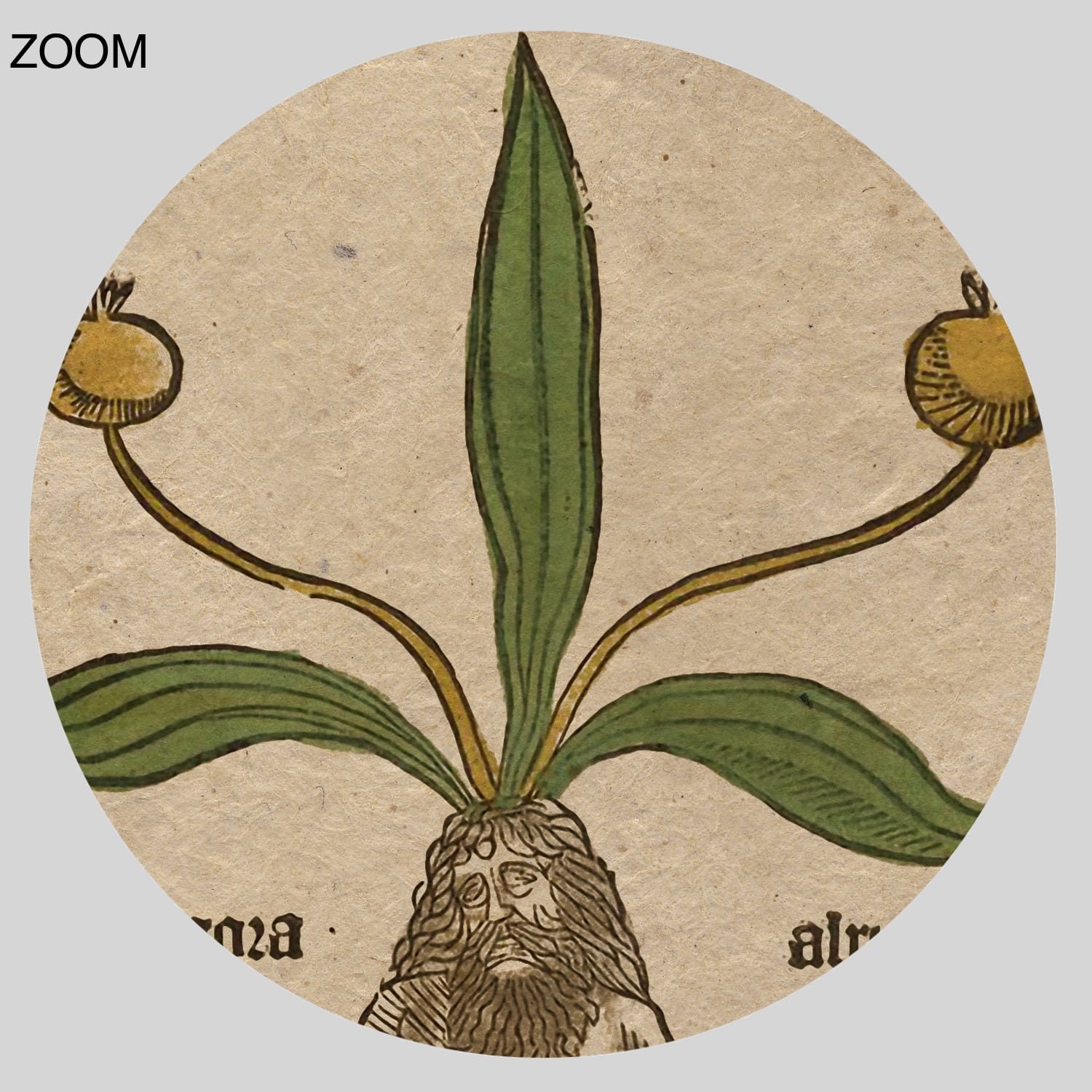 マンドレイクの雄の根 – マンドラゴラ中世の芸術、魔法の植物、魔術