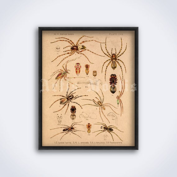 Printable American Spiders tab vintage natural history illustration poster